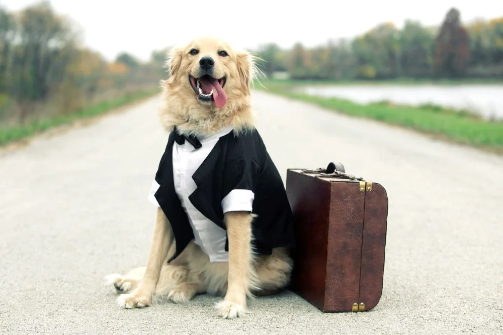 Travel freely with your pets